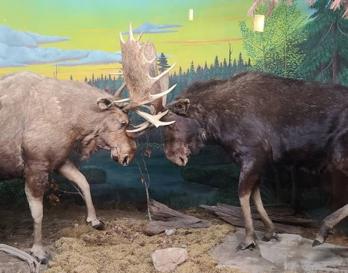 Call of the Wild - 2022 Photos (newer photo)